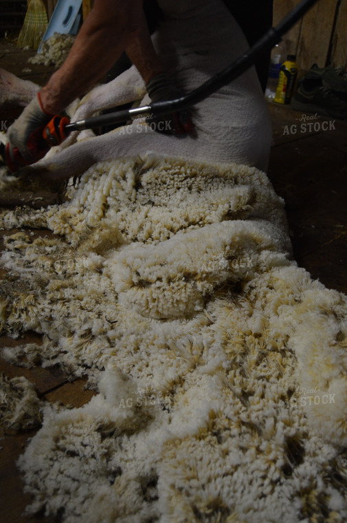 Farmer Shearing Sheep 164003