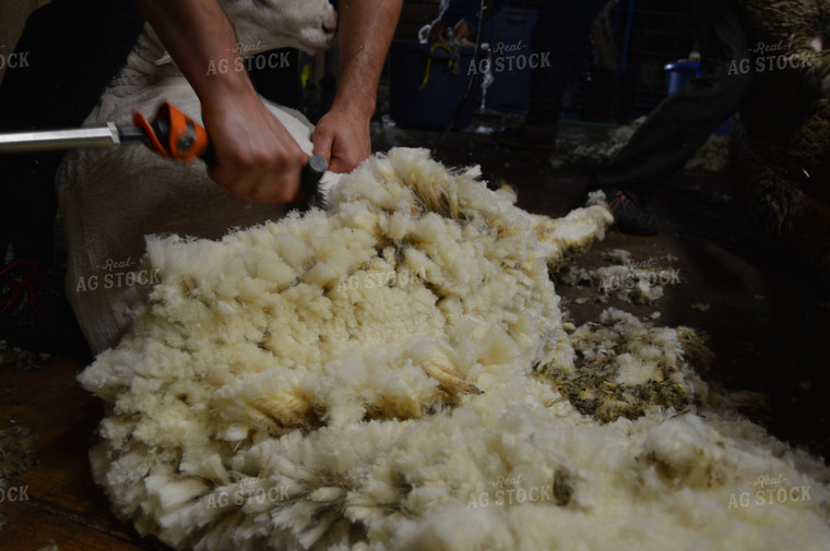 Farmer Shearing Sheep 164004