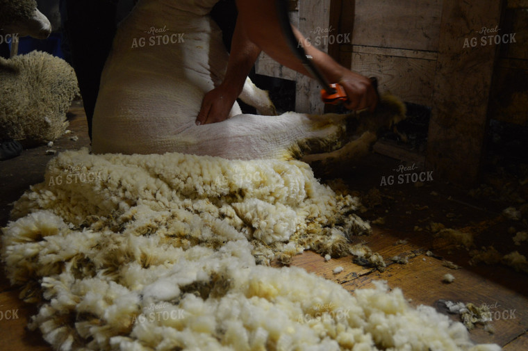 Farmer Shearing Sheep 164008