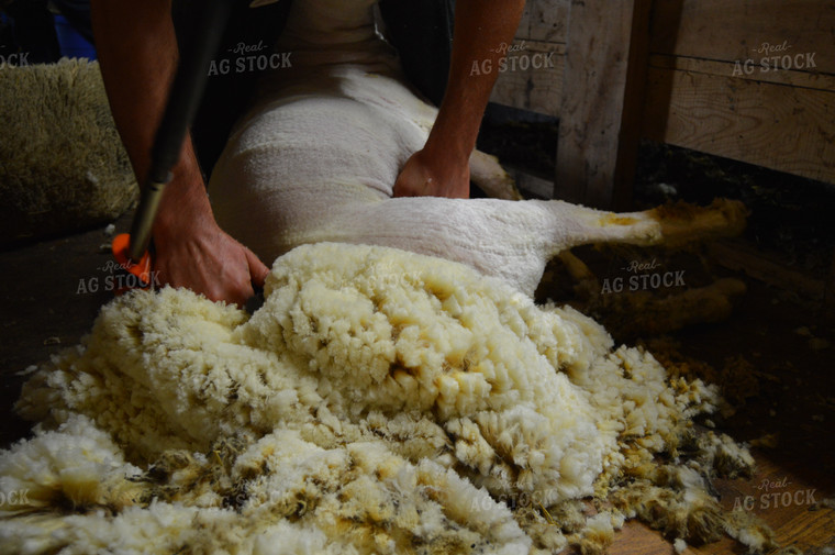 Farmer Shearing Sheep 164009