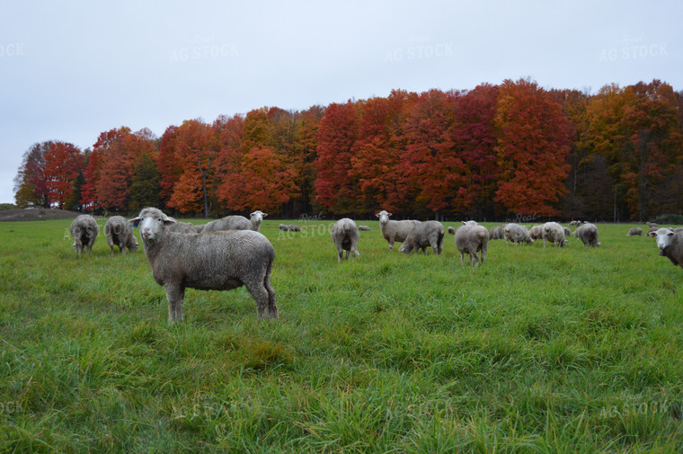 Sheep 164012