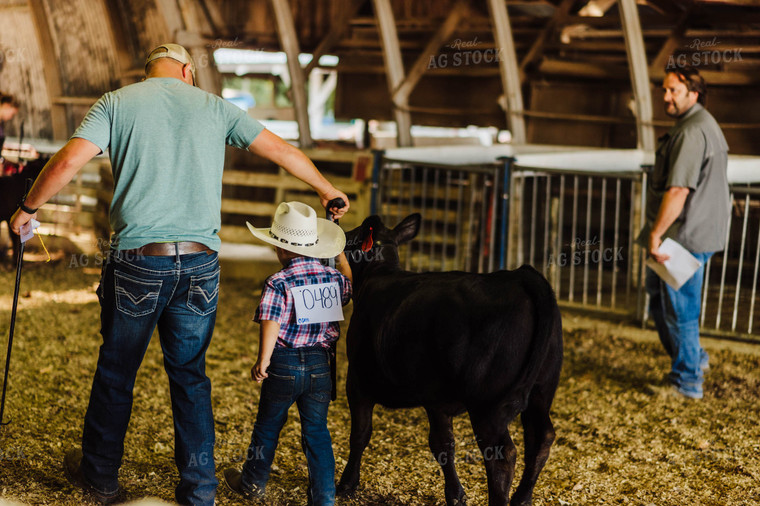 Showing Cattle 115082