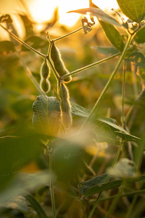 Soybeans - Mid-Season 2386