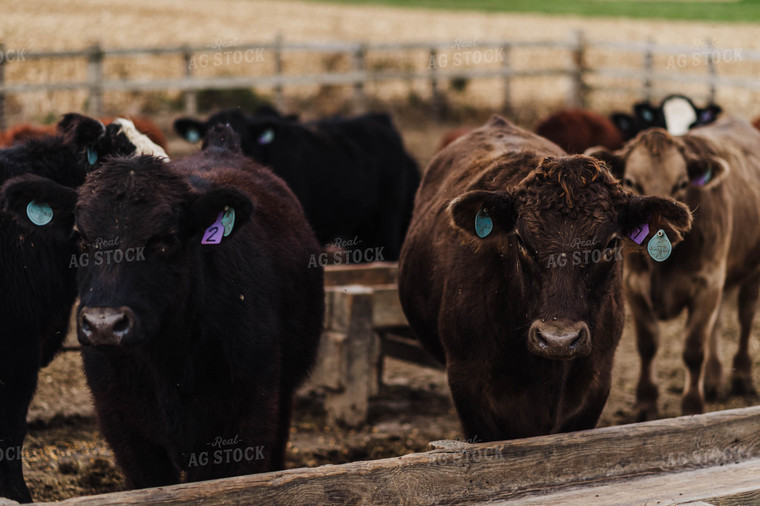 Beef Cattle 115107