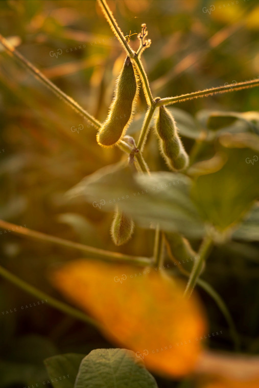 Soybeans - Mid-Season 2388