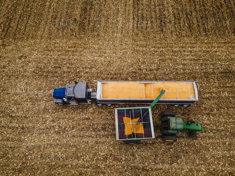 Corn Harvest 115118