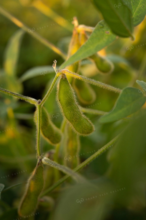 Soybeans - Mid-Season 2392