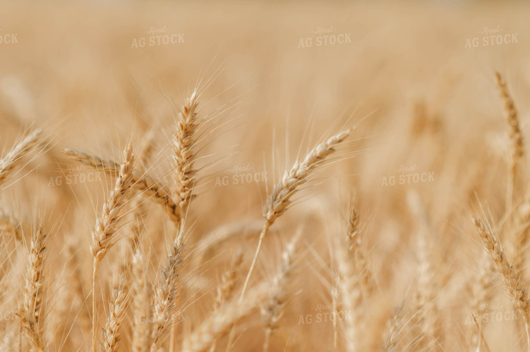 Wheat 115179