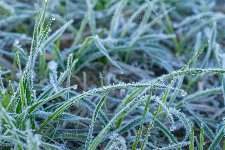 Frost on Winter Wheat 103065