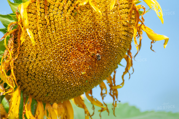 Bee on Sunflower 103076