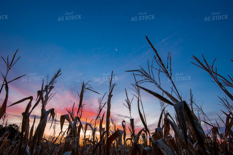 Corn Tassels at Sunset 168020