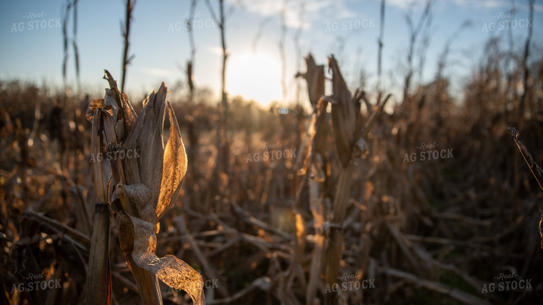 Downed Corn 26280