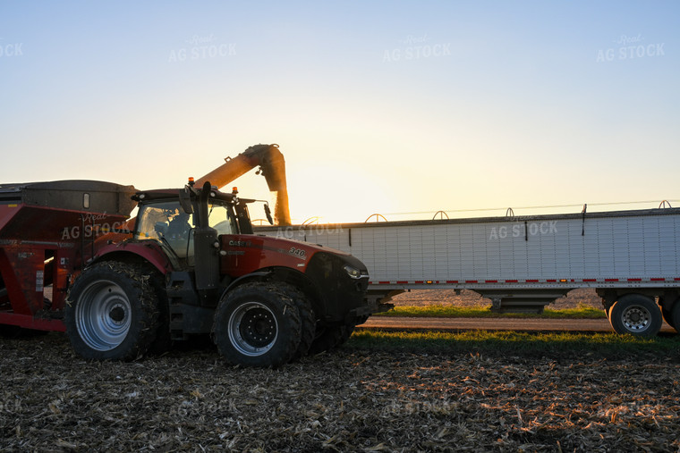 Corn Harvest 26288