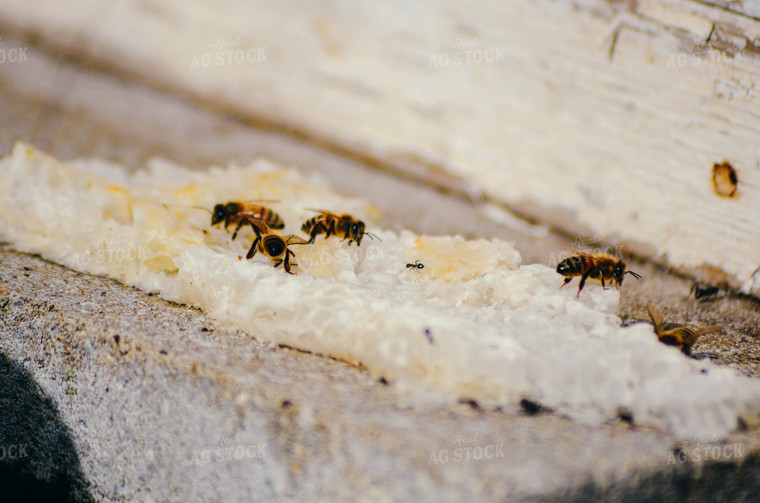 Bees 166009
