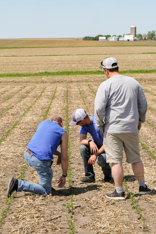 Farmers Checking Growth 161080