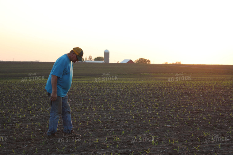 Farmer Checking Growth 161091