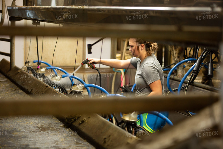 Cleaning Milk Parlor 161096