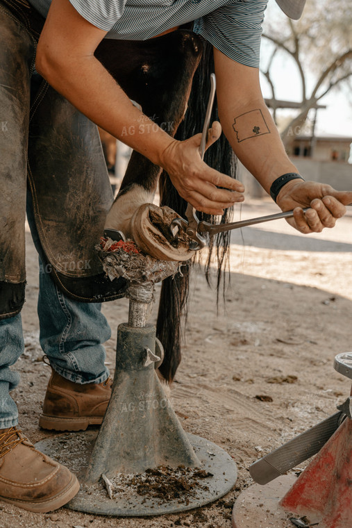 Shoeing Horse 58263