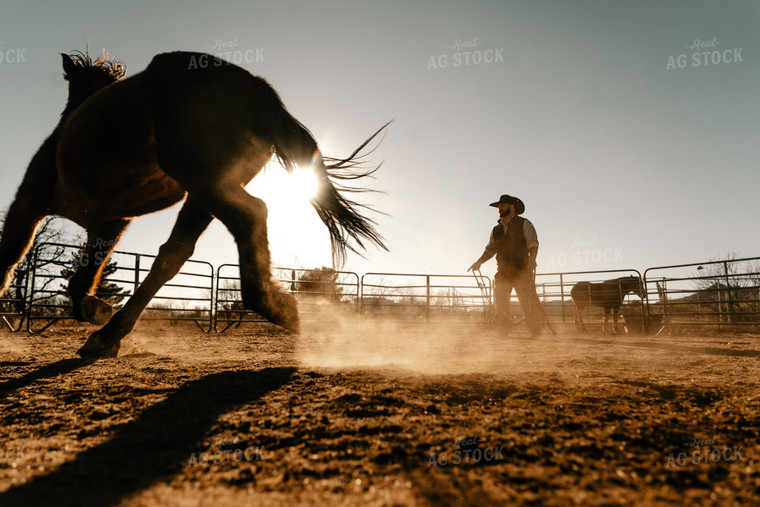 Rancher Training Horse 58273