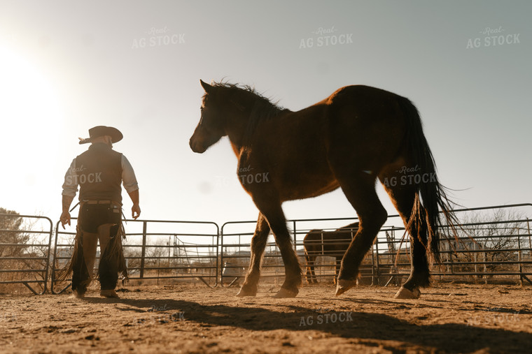 Rancher Training Horse 58274