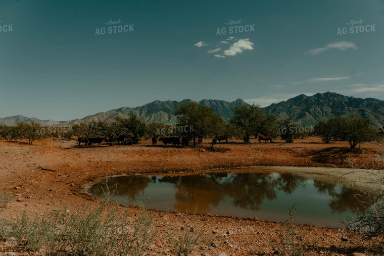 Cattle in Desert 58310