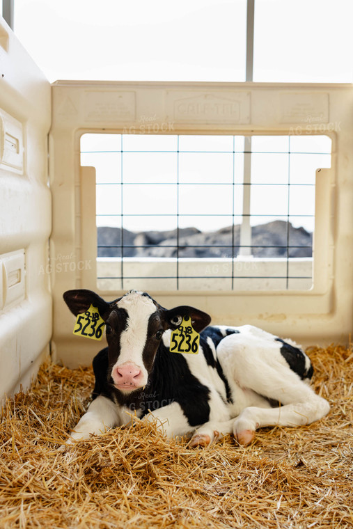 Holstein Calf 152354