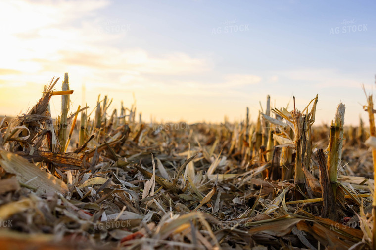 Corn Stalks 152362