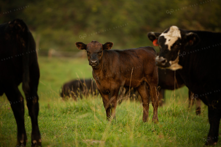 Cattle 2439