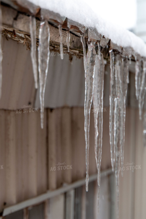 Icicles on Barn 157031