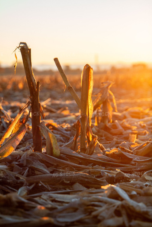 Corn Stalks 157043