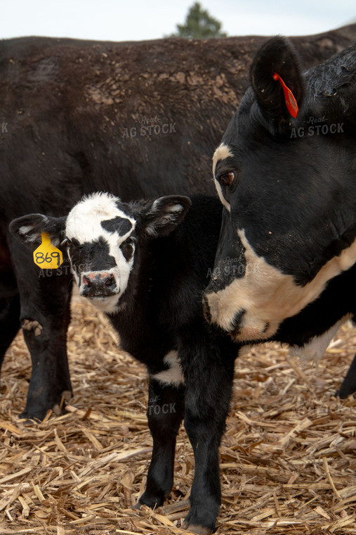Cow-Calf Pair 157062