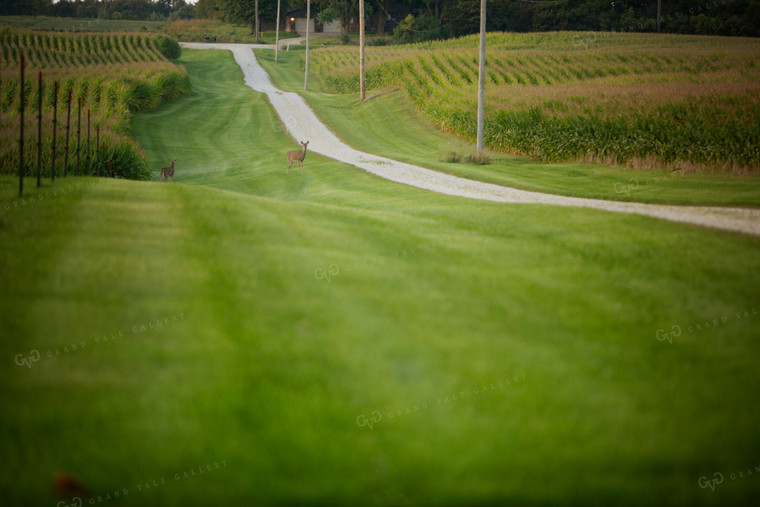 Deer in Corn 2447