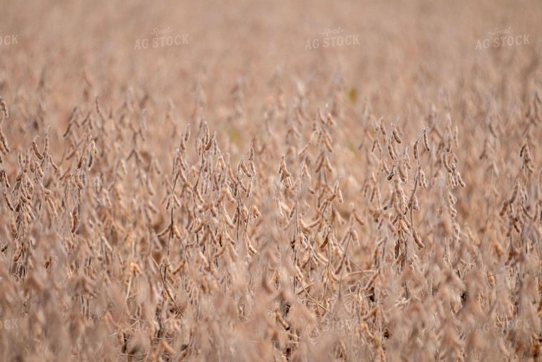 Dried Soybeans 157099