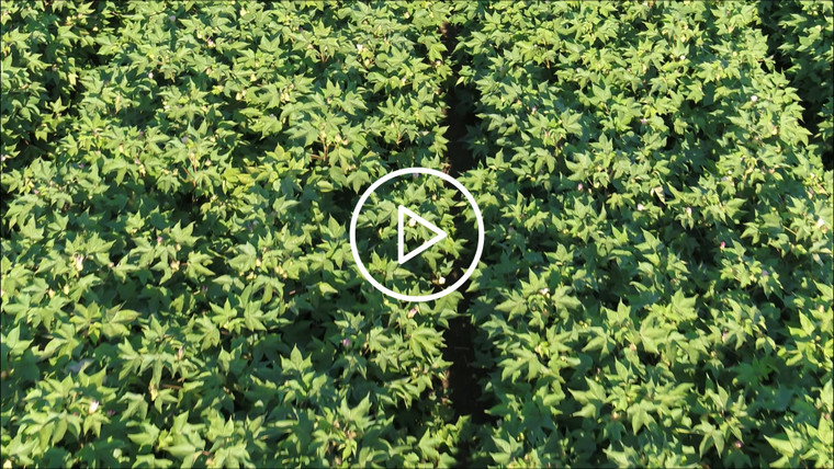 Aerial of Cotton Field in Bloom 80065