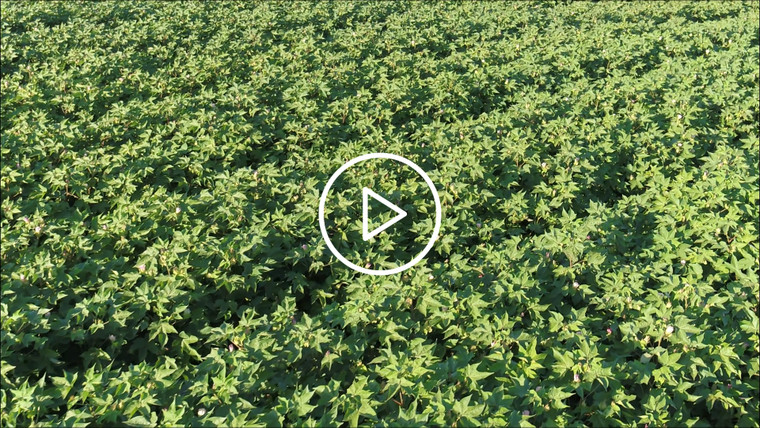 Aerial of Cotton Field in Bloom 80066