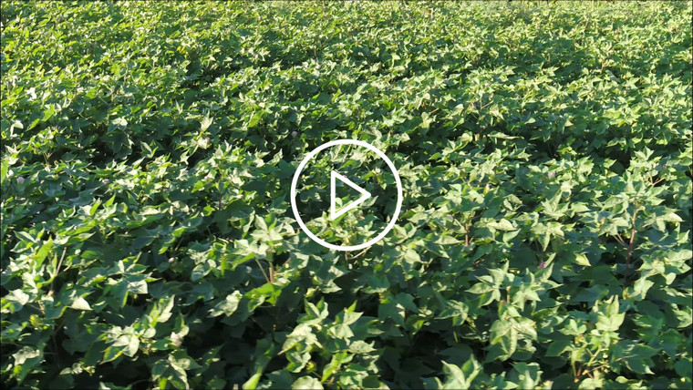 Aerial of Cotton Field in Bloom 80068