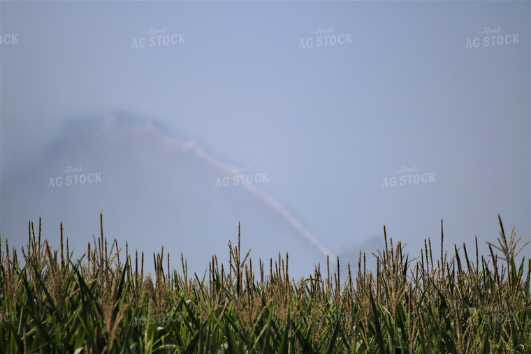 Irrigated Corn Field 82115