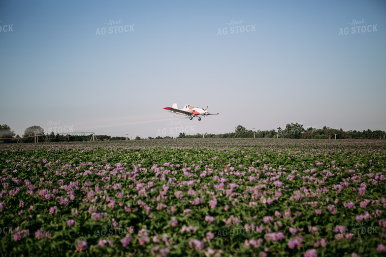 Crop Duster over Flowering Potato Field 169030