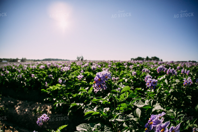 Flowering Potato Field 169032