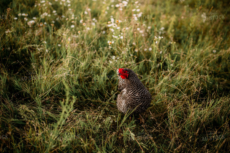 Free Range Chicken 169048