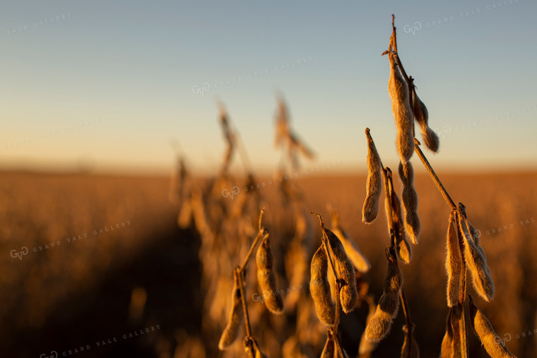 Soybeans - Dry 2463