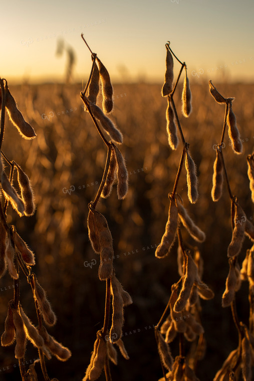 Soybeans - Dry 2464