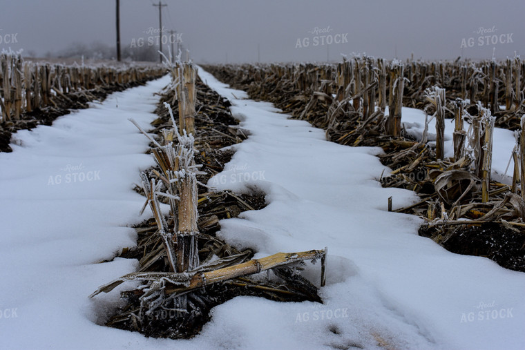 Snow in Corn Stalks 156073