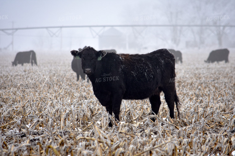 Cattle Grazing on Frozen Cornstalks 156082