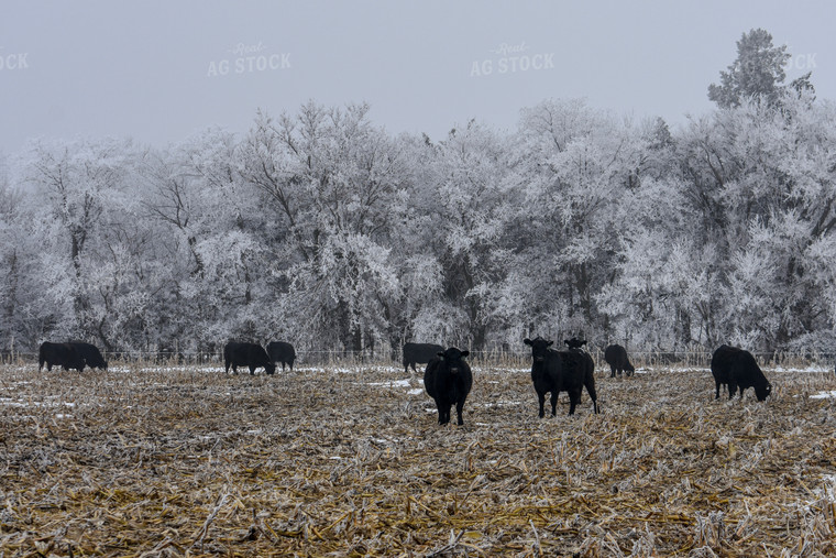 Cattle Grazing on Frozen Cornstalks 156083