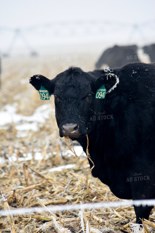 Cattle Grazing on Frozen Cornstalks 156085