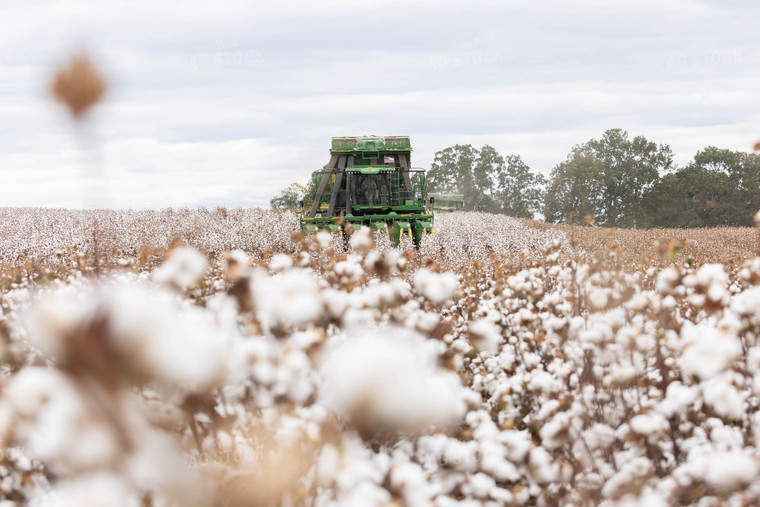 Cotton Harvest 79533