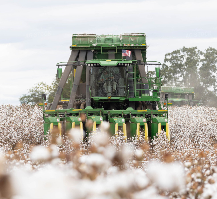 Cotton Harvest 79534