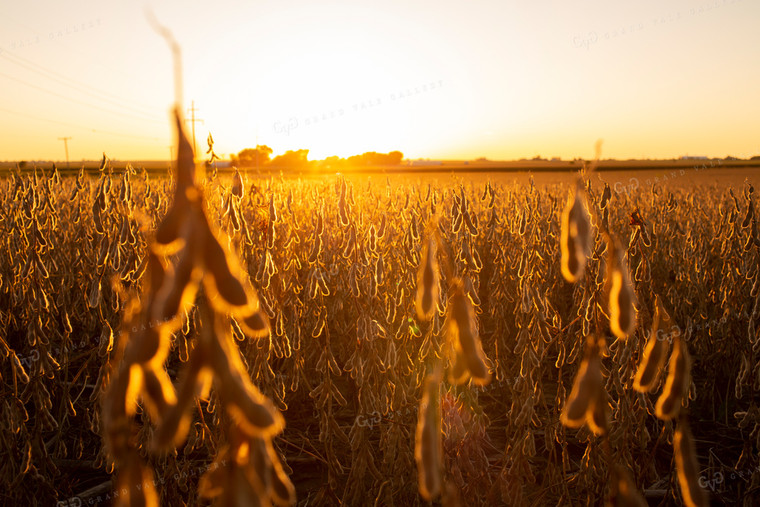 Soybeans - Dry 2470