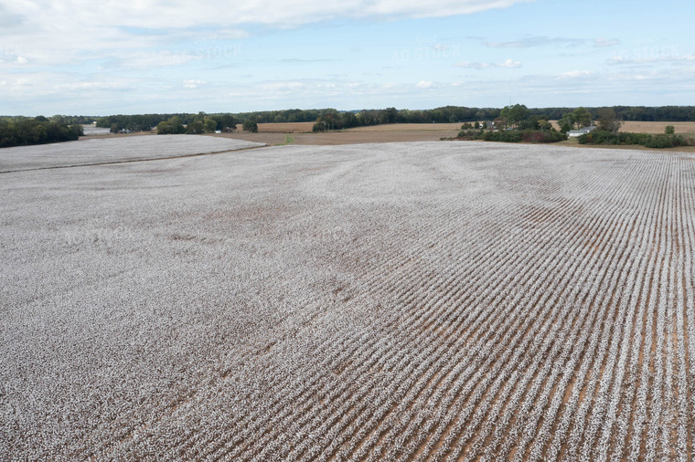 Aerial Cotton Field 79568